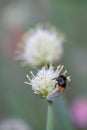 French grey shallot Allium oschaninii white flower with a bumblebee